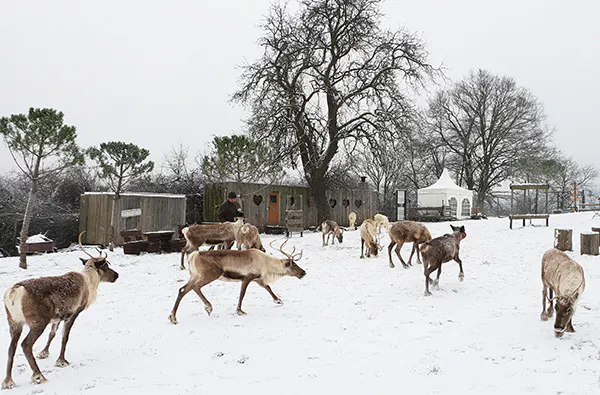 Rentier-Wanderung & Picknick Niederhausen für 2 - 7