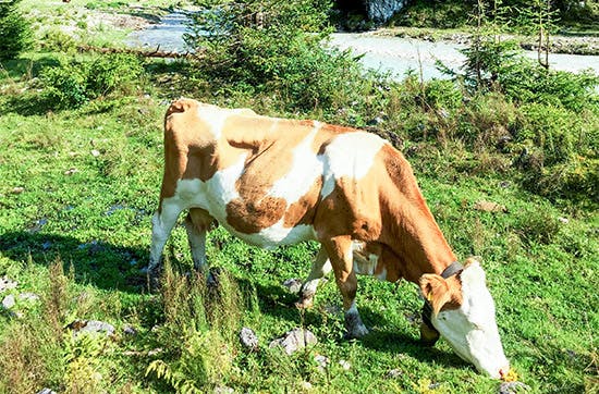 Anspruchsvolle E-Bike-Tour auf die Hallerangeralm - 5