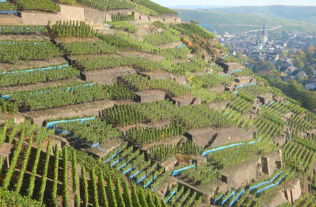 Weinbergwanderung mit Winzer im Ahrtal - 5