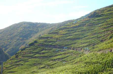 Weinbergwanderung mit Winzer im Ahrtal - 6