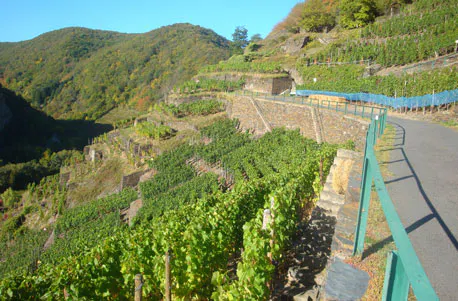 Weinbergwanderung mit Winzer im Ahrtal - 7