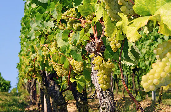 Weinbergtour mit Verkostung in Zürich - 5