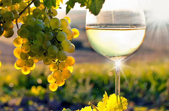 Weinbergtour mit Verkostung in Zürich - 6