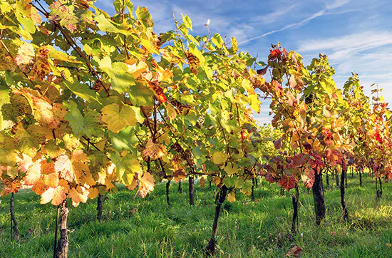 Weinbergtour mit Verkostung in Zürich - 7