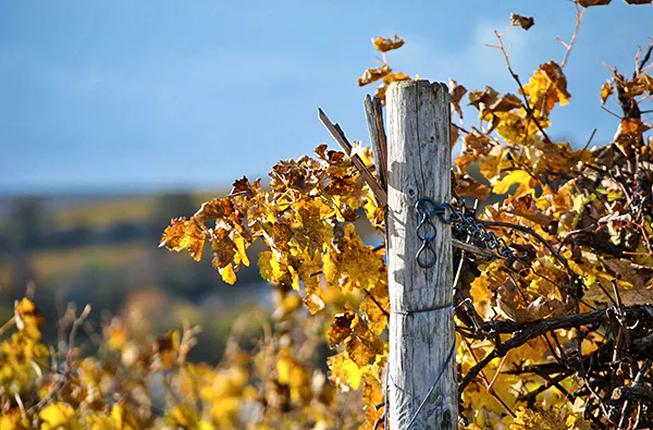Weinbergwanderung Essenheim - 5