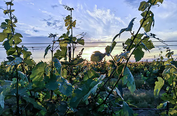 Weinbergwanderung Hohenruppersdorf - 5