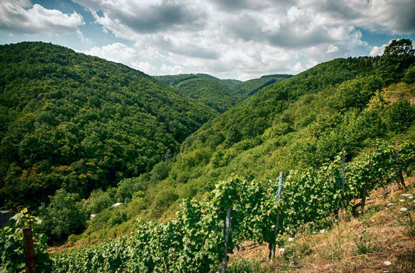 Weinbergwanderung Oberwesel