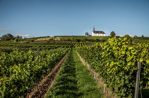 Weinbergwanderung & Weinprobe Raum Heidelberg für 2 - 6