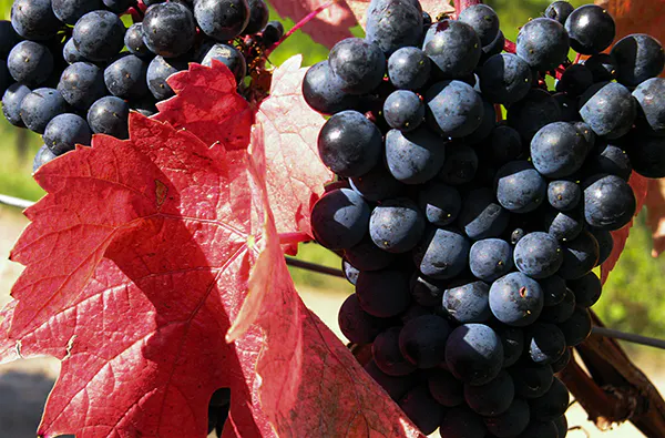Weinwanderung Ingelheim am Rhein für 2 (2,5 Std.) - 5
