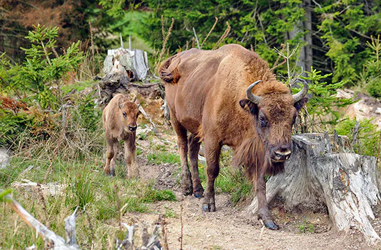Kurzurlaub mit Wisent-Park Besuch im Sauerland für 2 - 5