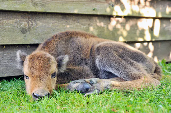 Kurzurlaub mit Wisent-Park Besuch im Sauerland für 2 - 6