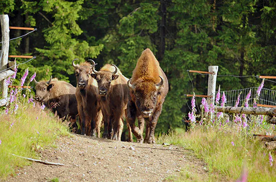Kurzurlaub mit Wisent-Park Besuch im Sauerland für 2 - 7