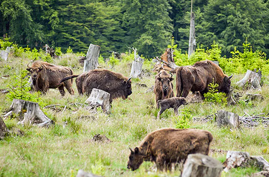 Kurzurlaub mit Wisent-Park Besuch im Sauerland für 2 - 8