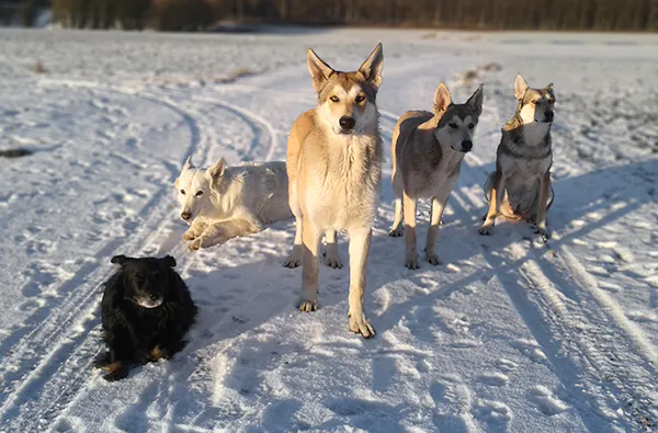 Wolfshund Schnuppertour - 5