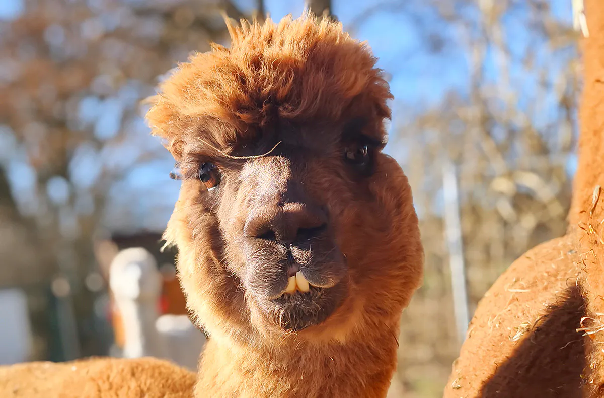 Alpaka Wanderung Walsrode - 5