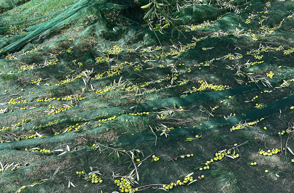 Olivenernte in Sizilien für 2 (3 Nächte) - 7