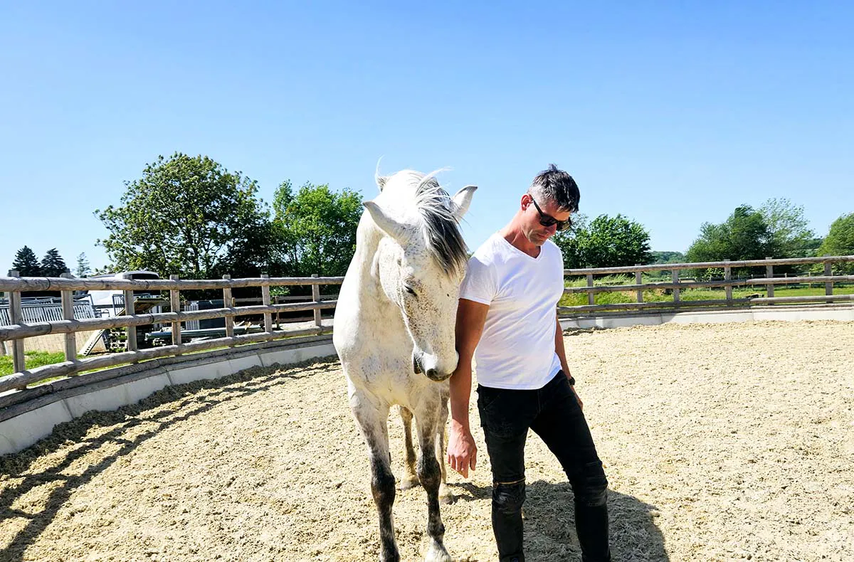 Pferdeflüstern Raum St. Pölten - 5