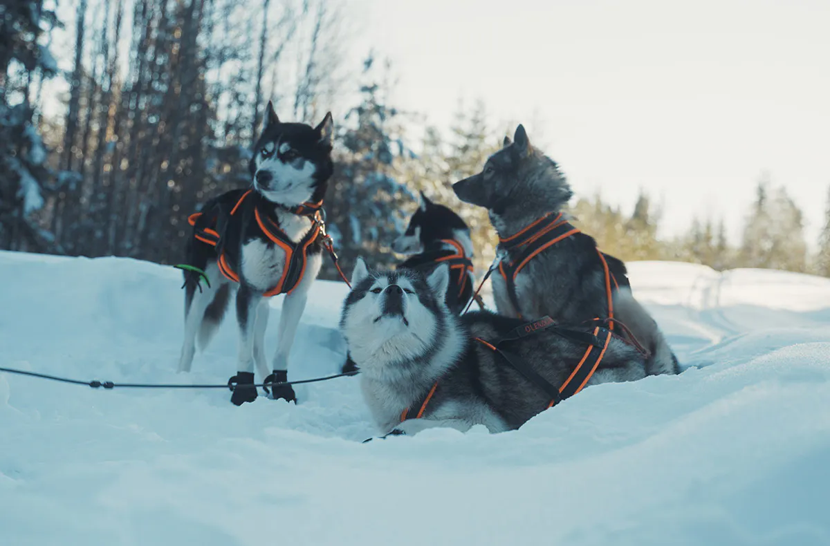 Abenteuerreise Lappland mit Hundeschlitten für 2 (2 Nächte) - 7