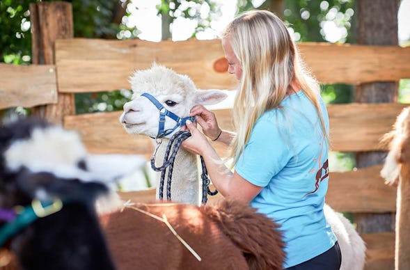 Alpaka Erlebnis Freyburg