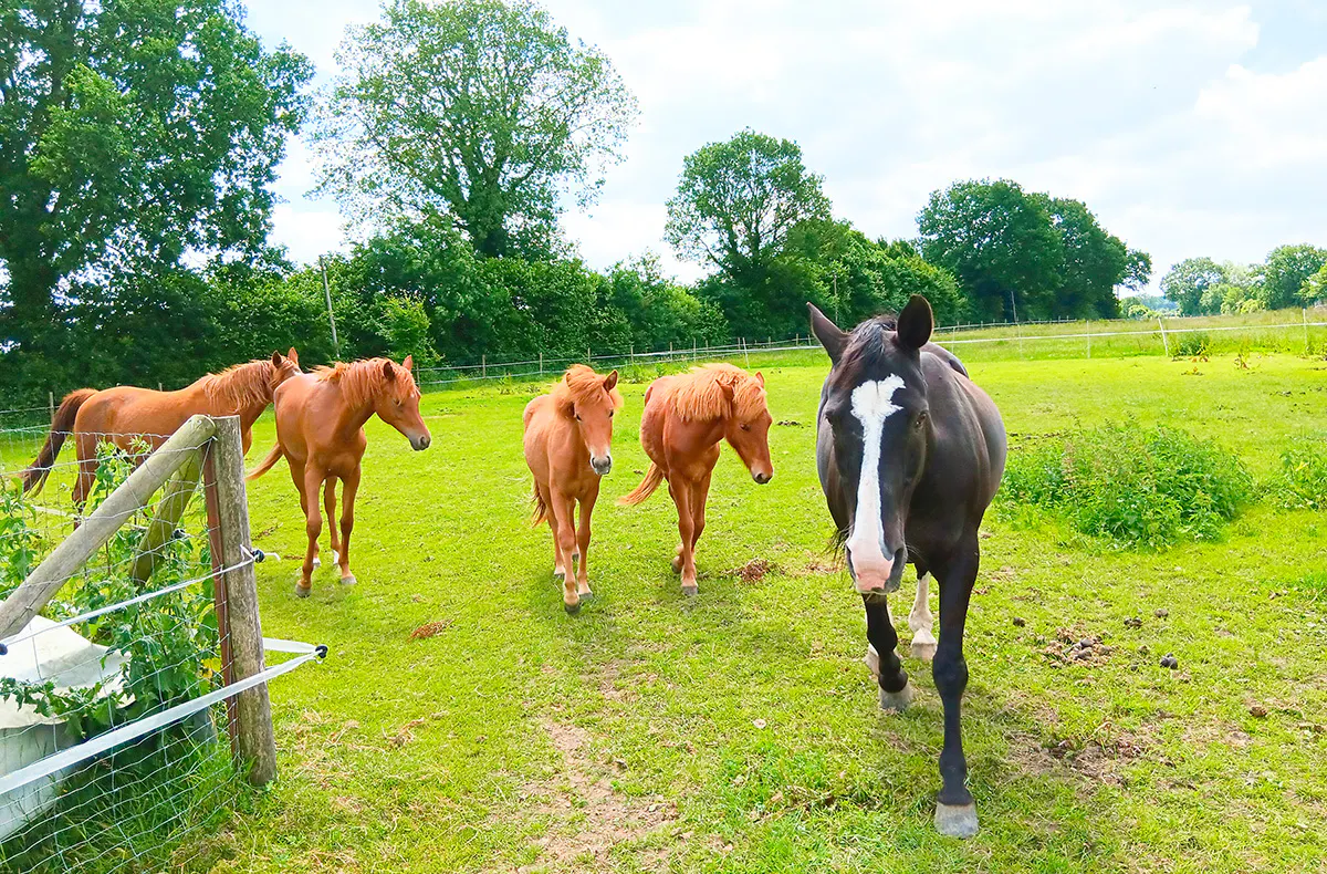 Alpaka Erlebnis Lasbek für 2 (2 Nächte) - 8