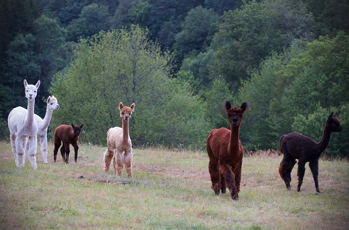 Alpaka Erlebnis Neckargerach - 5