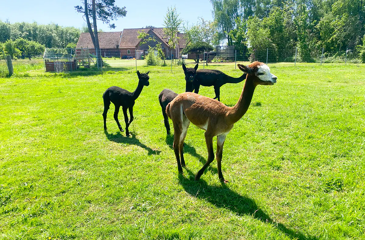 Alpaka Erlebnis Petershagen - 5
