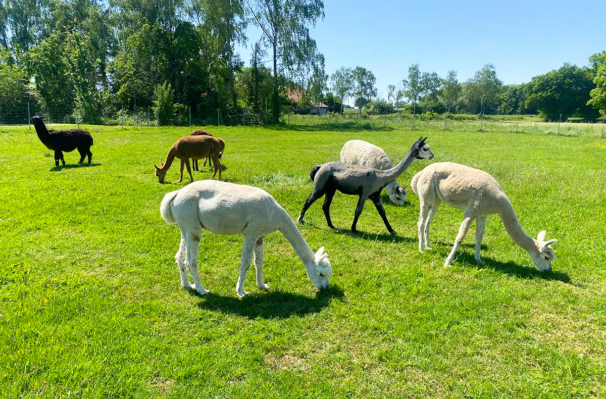 Alpaka Erlebnis Petershagen - 6