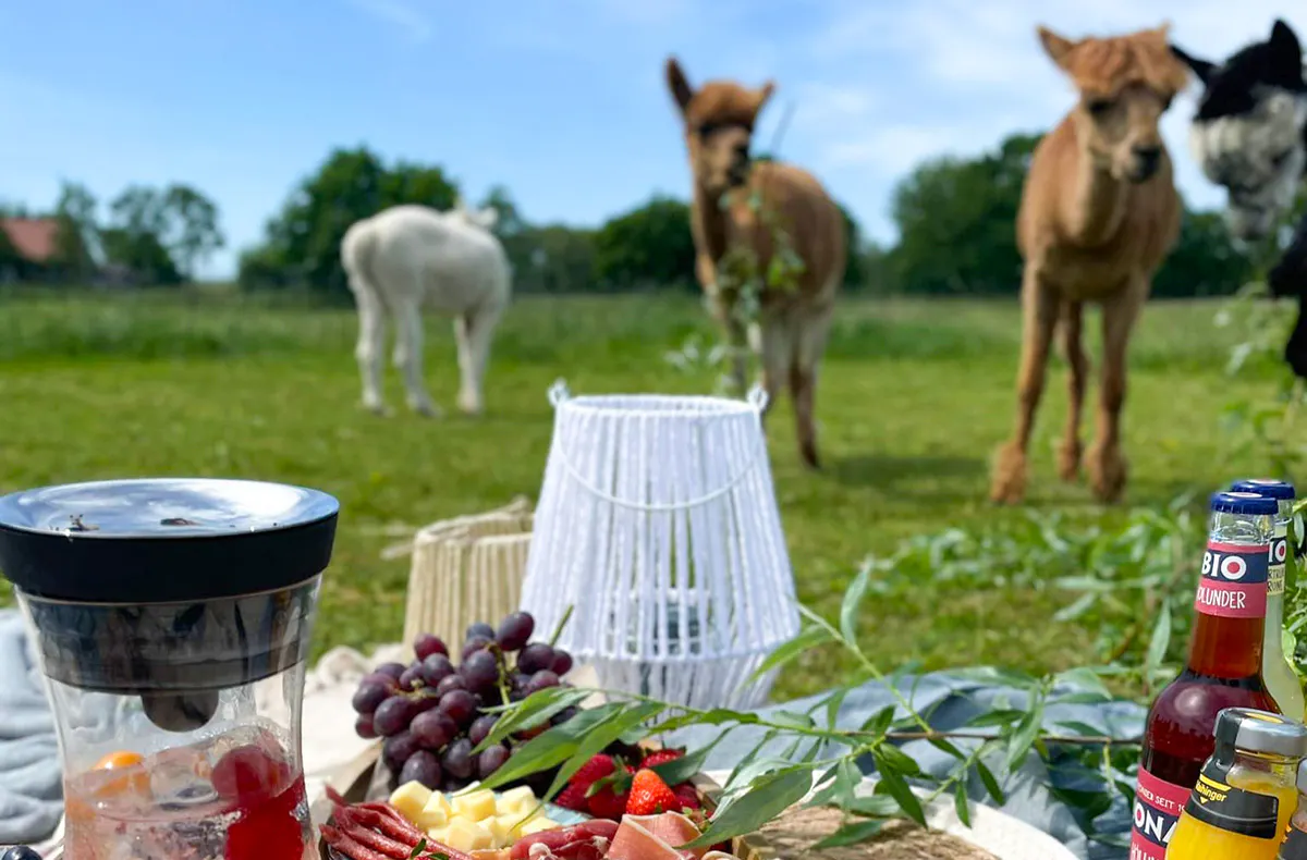 Alpaka Erlebnis Petershagen - 7