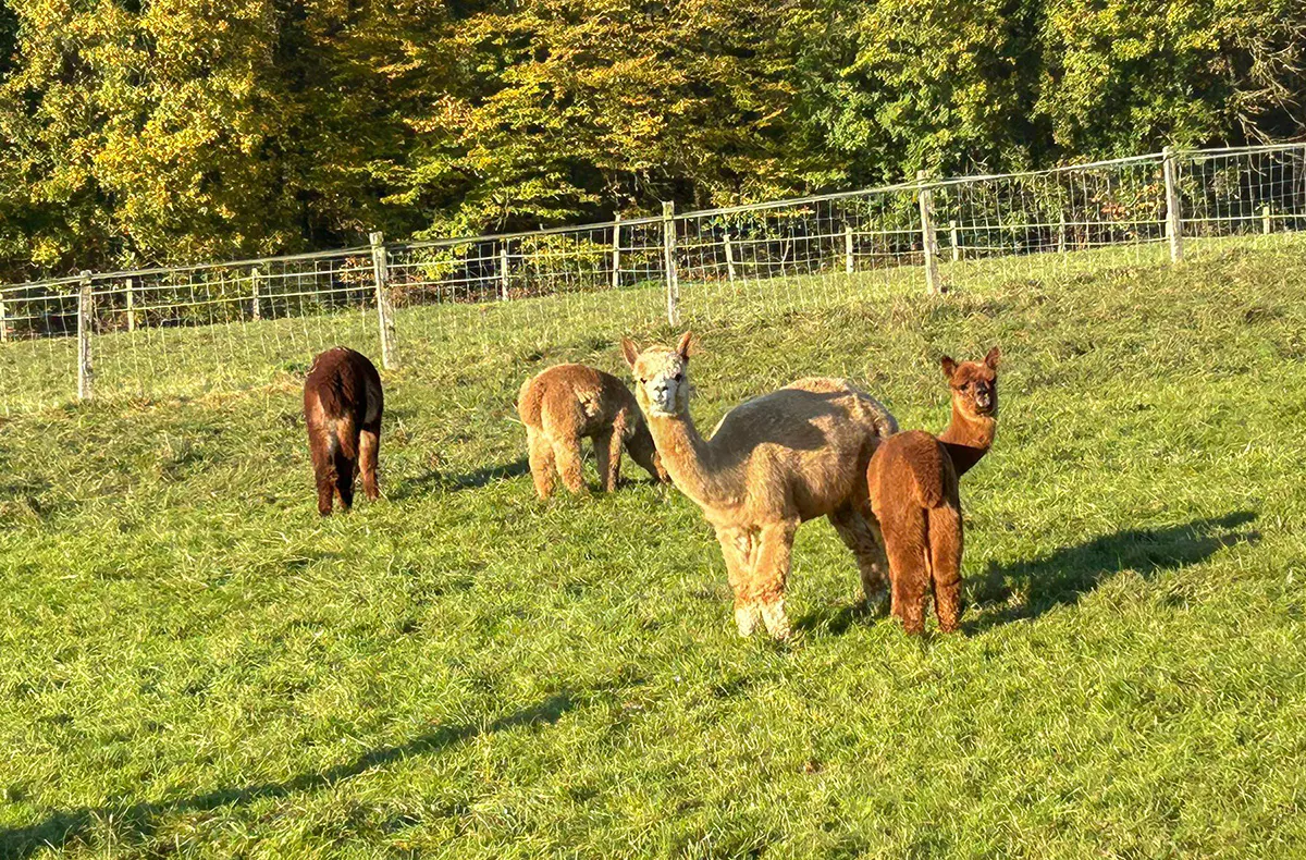 Alpaka Picknick Ennigerloh für 2 - 5