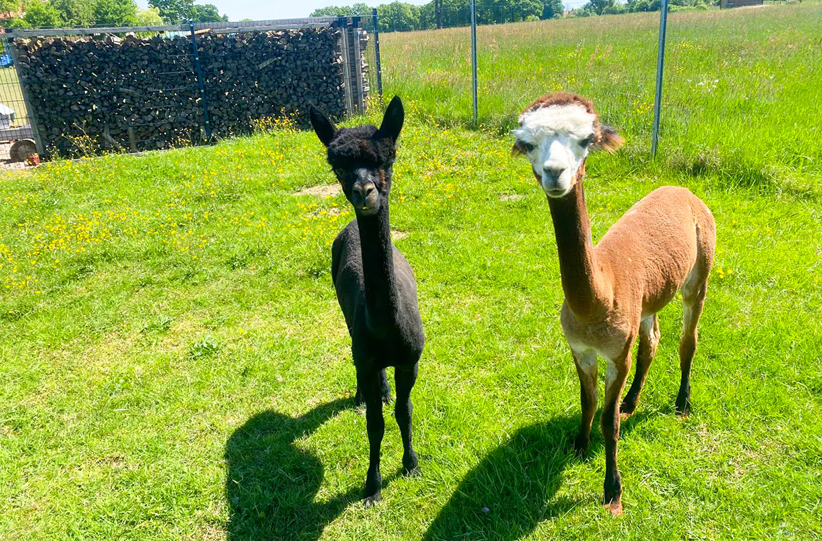Alpaka Picknick für 2 Petershagen - 5
