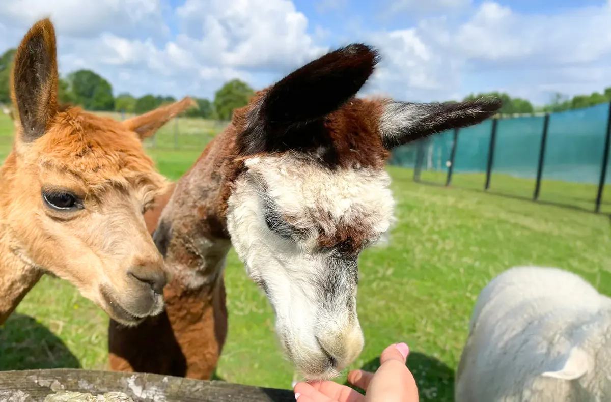 Alpaka Picknick für 2 Petershagen - 6