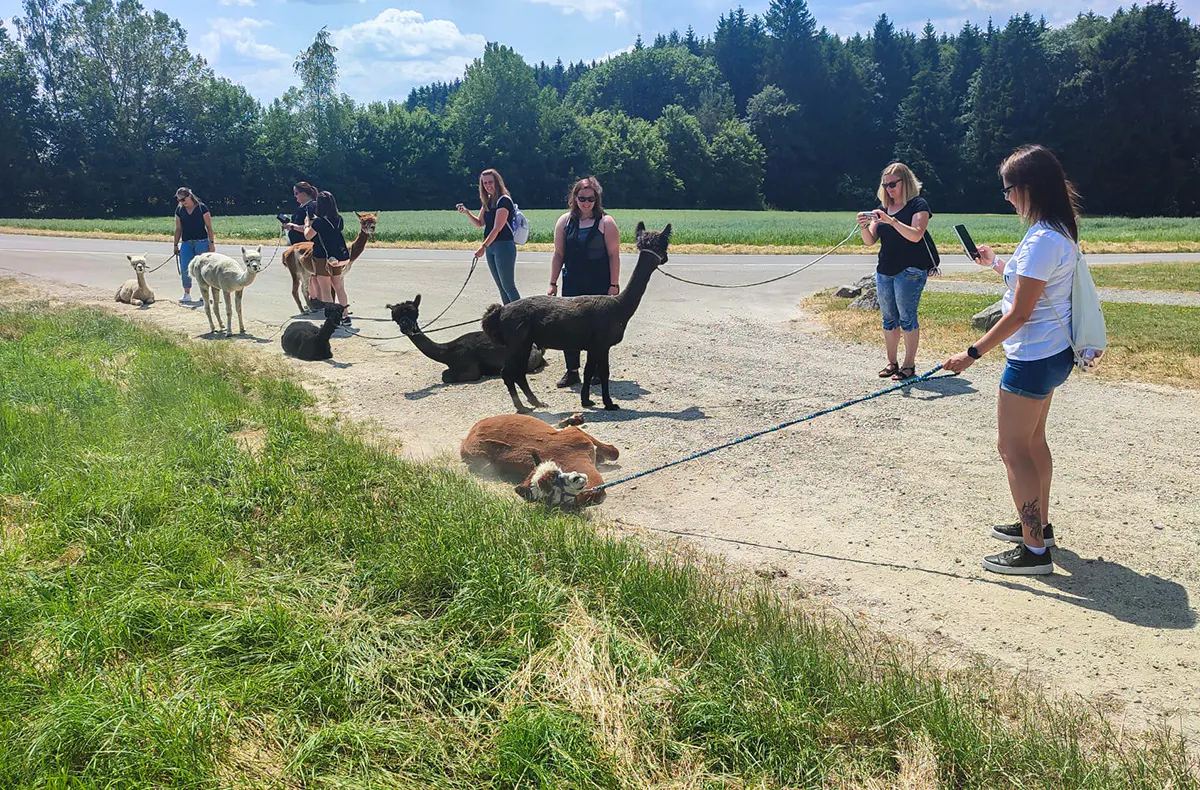 Alpaka Trekking Jettingen-Scheppach - 5