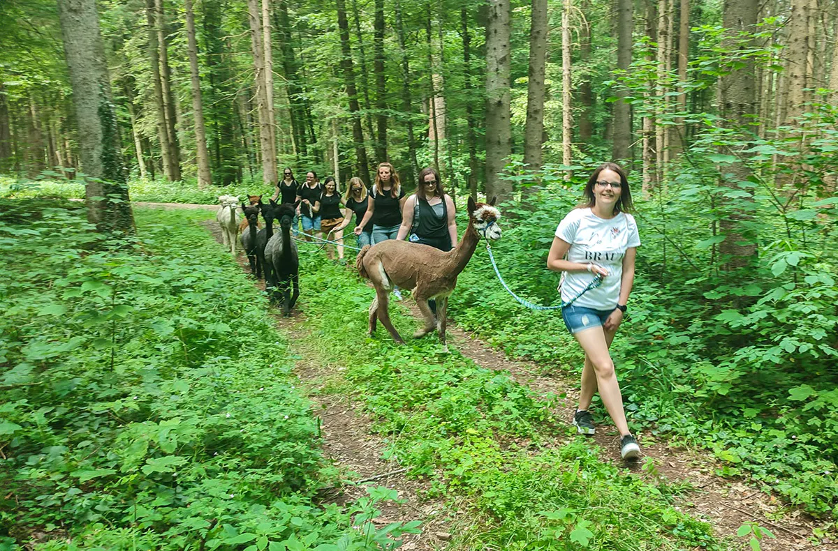 Alpaka Trekking Jettingen-Scheppach - 6