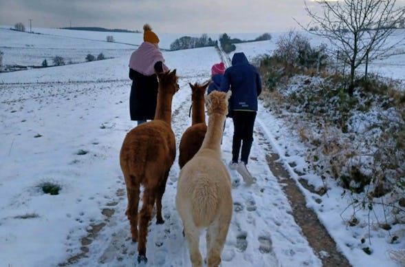 Alpaka-Trekking-Tour für 2 Plütscheid (6 Std.)