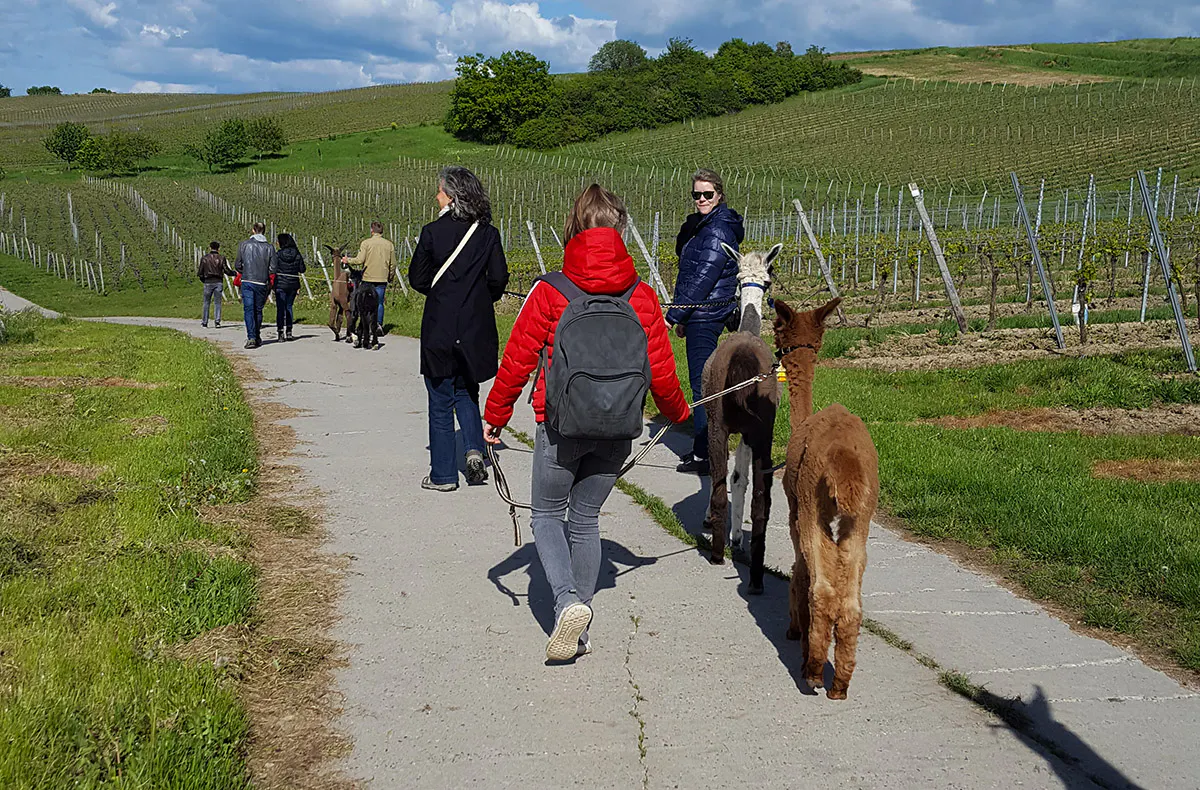 Alpaka-Trekking-Tour für 2 Stadecken-Elsheim - 5