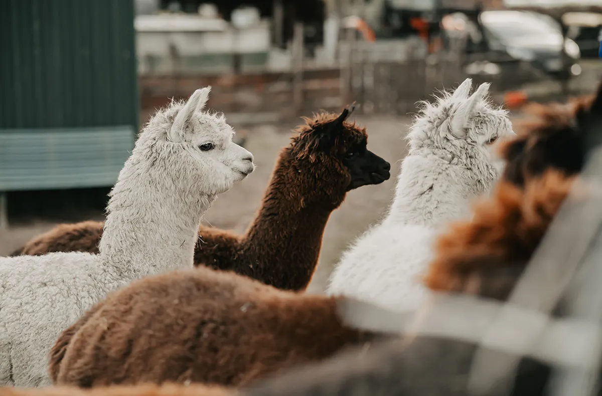 Alpaka Wanderung in der Eifel - 6