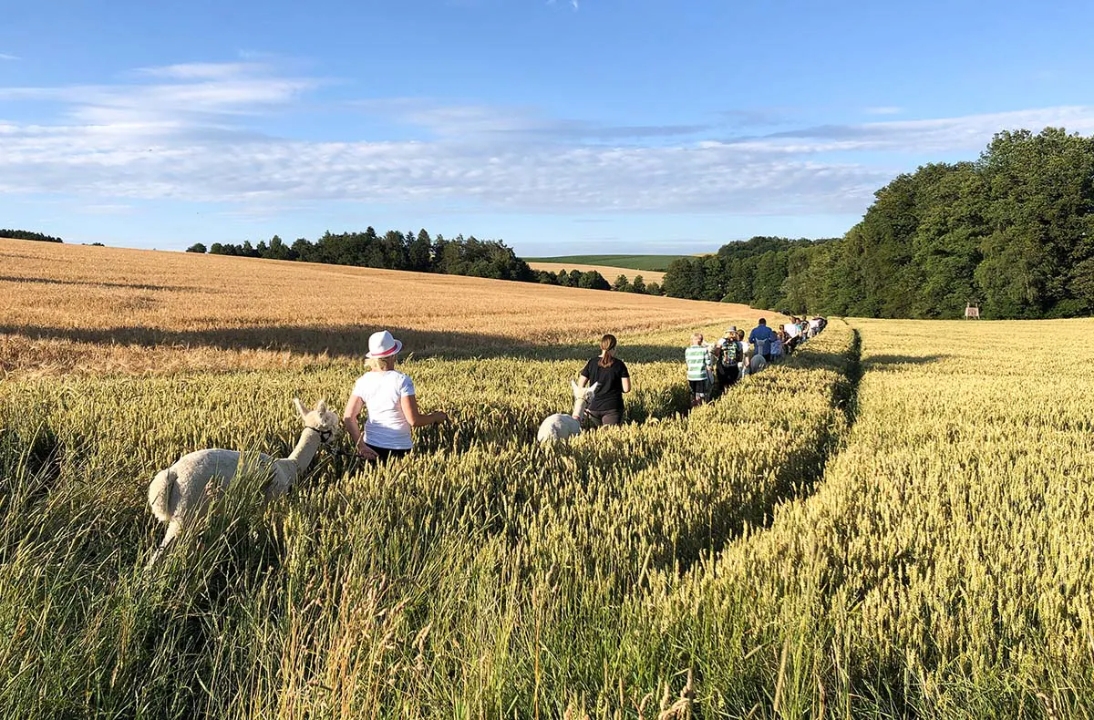 Alpaka Trekking Raum Dachau (4,5 Std.) - 2