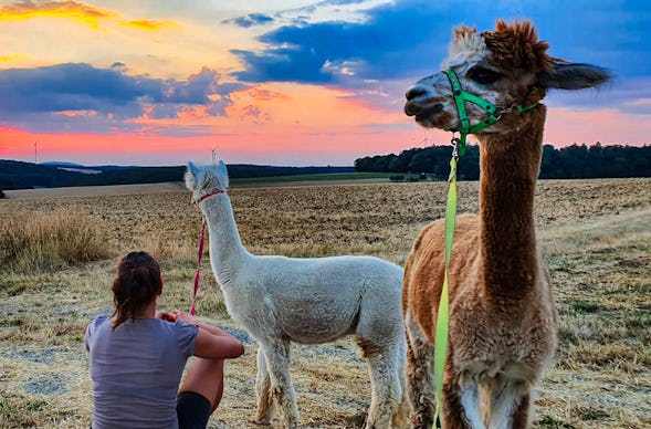 Alpaka Wanderung Arnstein