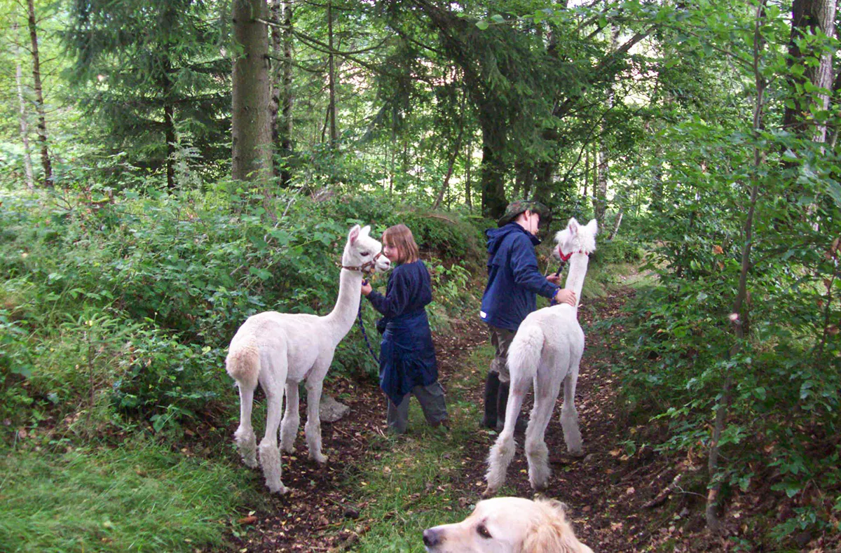 Alpaka Wanderung Erzgebirge - 5