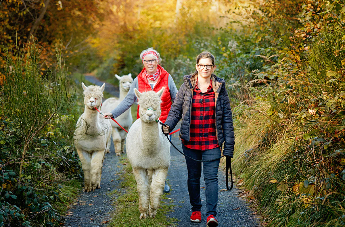 Alpaka Wanderung Bruchhausen für 2 - 2