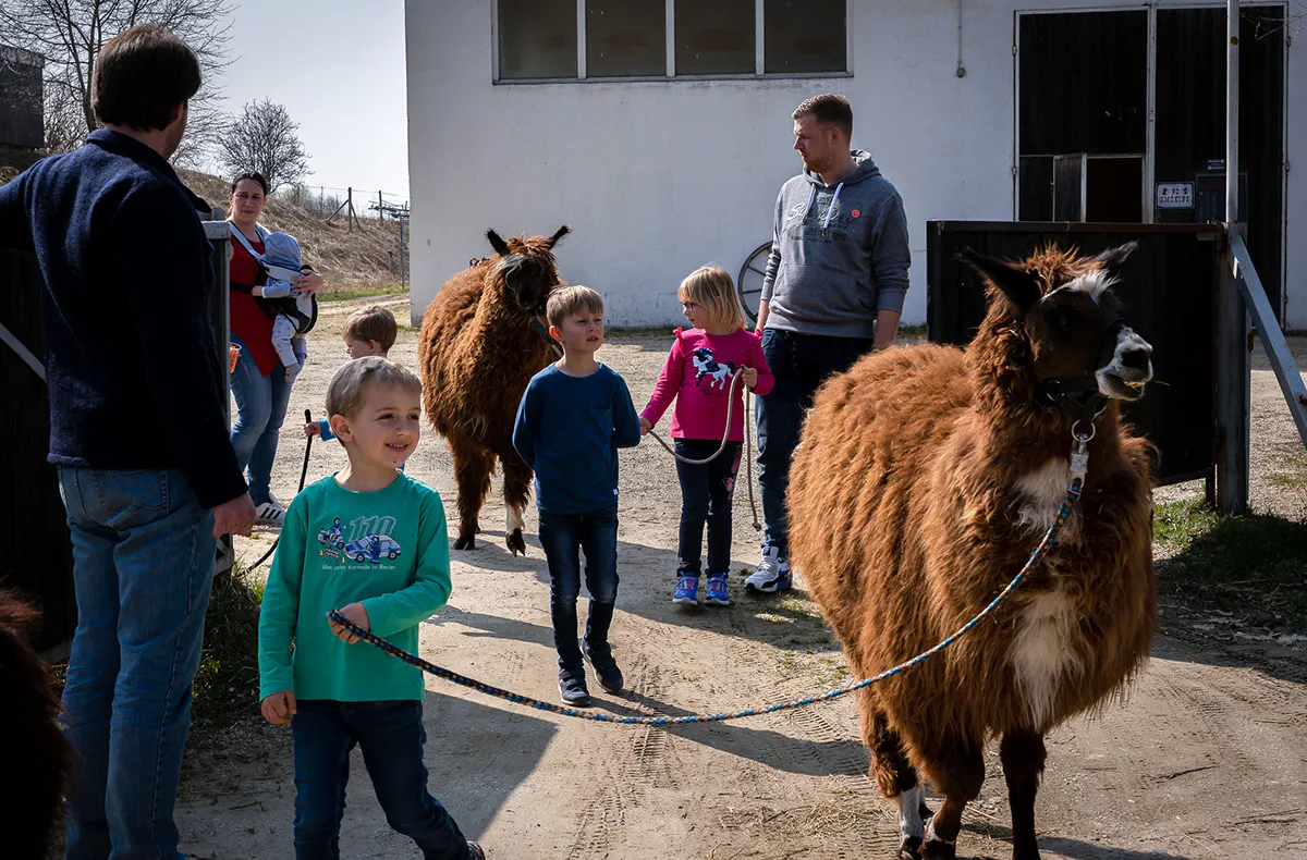 Alpaka Wanderung Dasing - 5