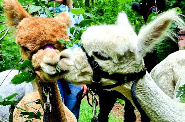 Alpaka Wanderung Dipbach