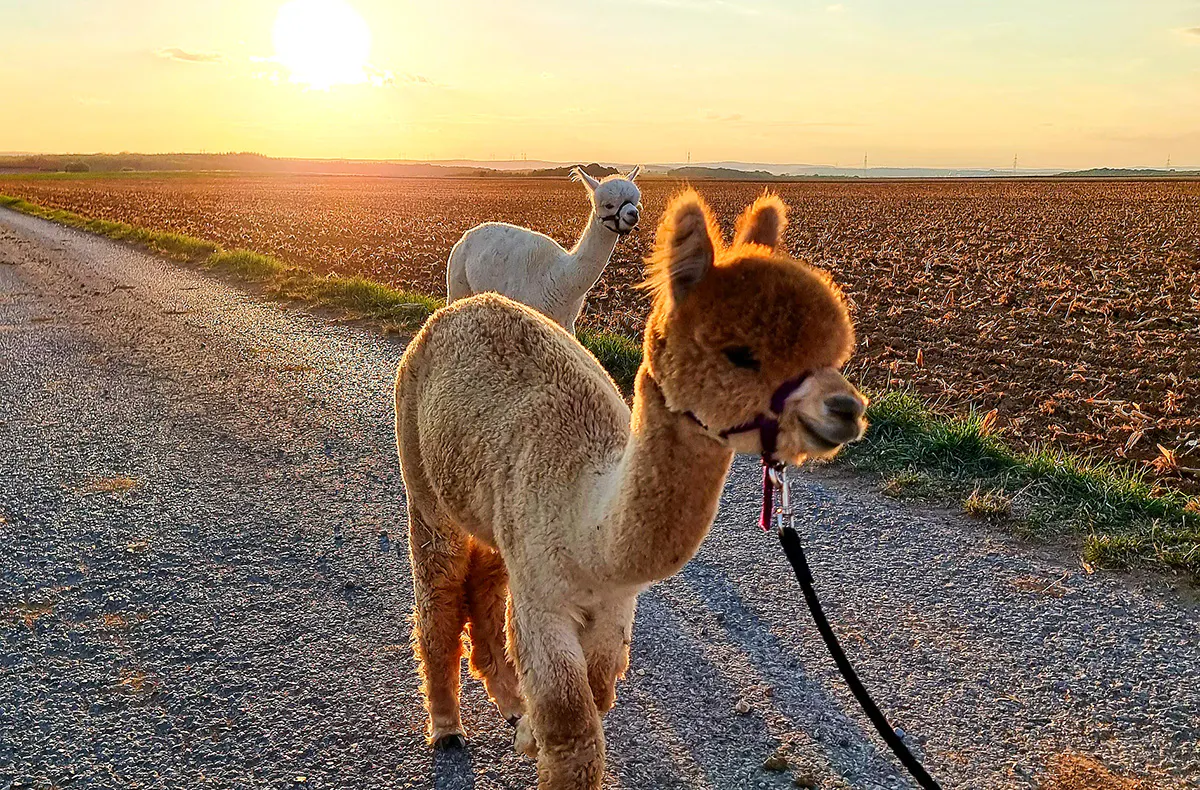 Alpaka Wanderung Dipbach - 5