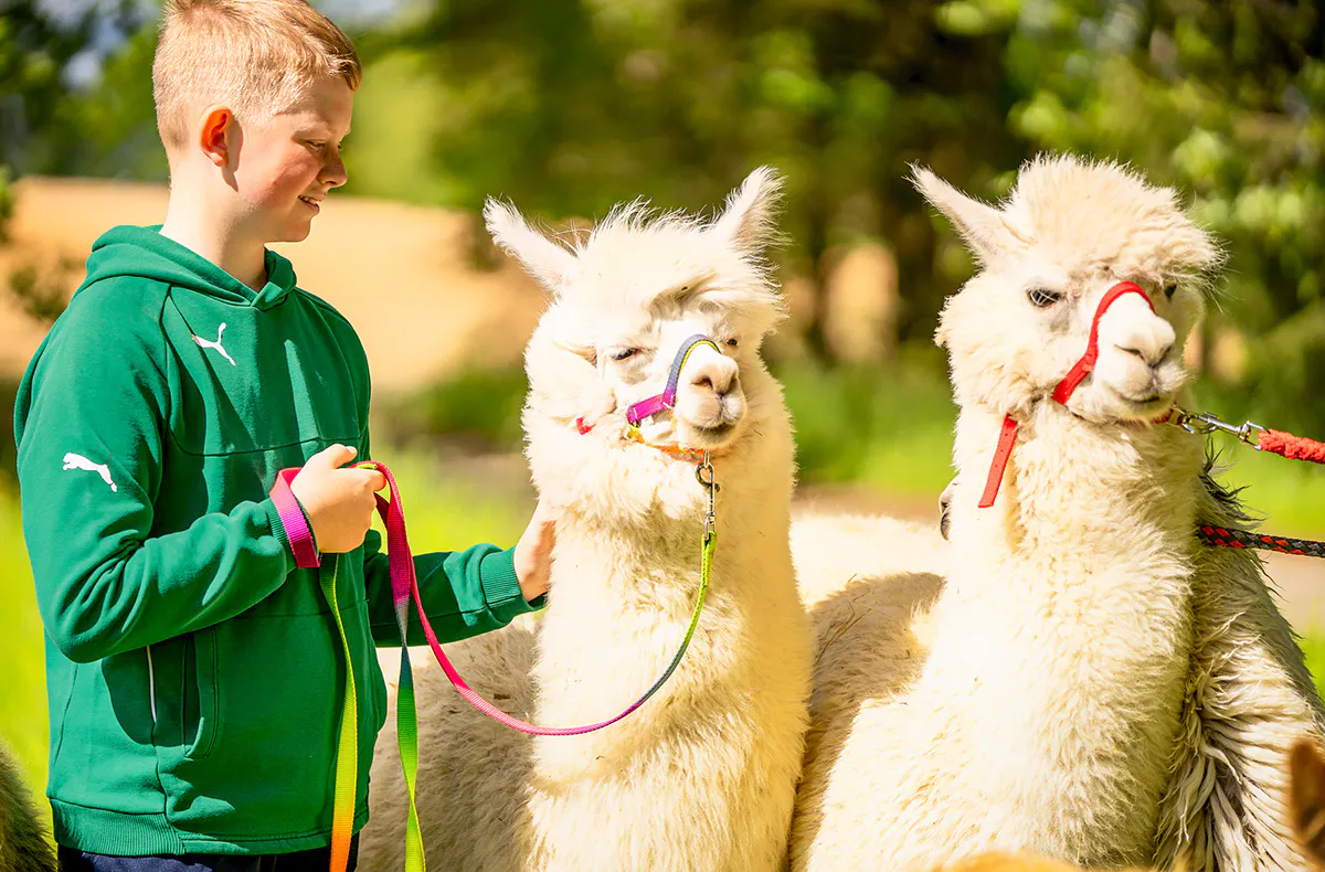 Alpaka Wanderung Eichendorf - 5
