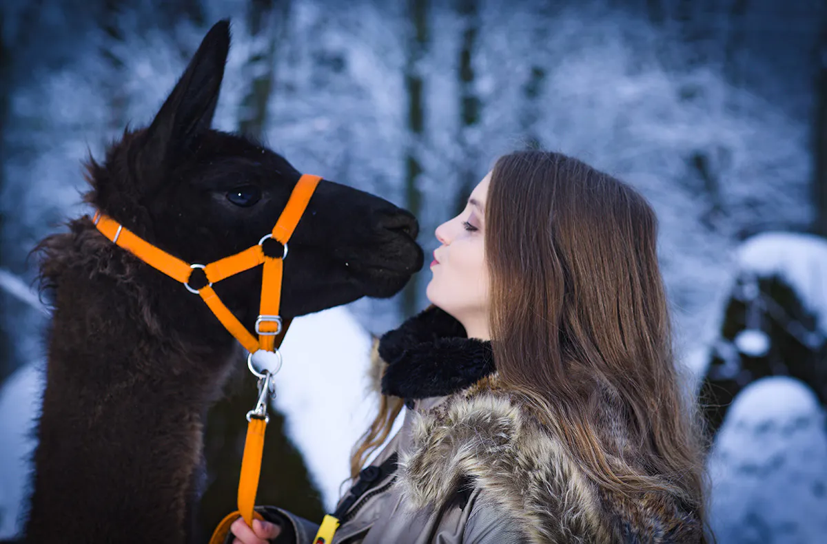 Alpaka Wanderung Eifel für 2 - 5