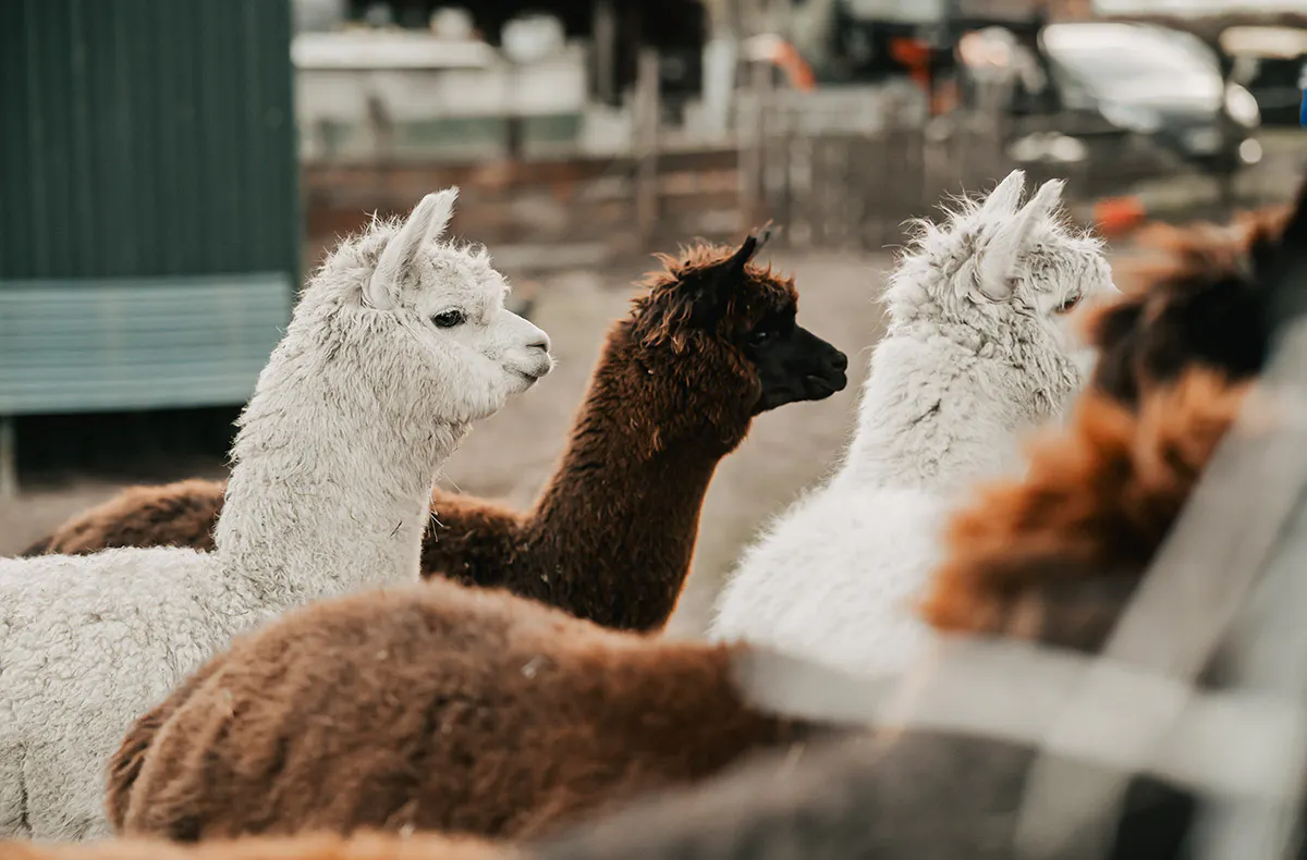 Alpaka Wanderung in der Eifel für 2 - 5
