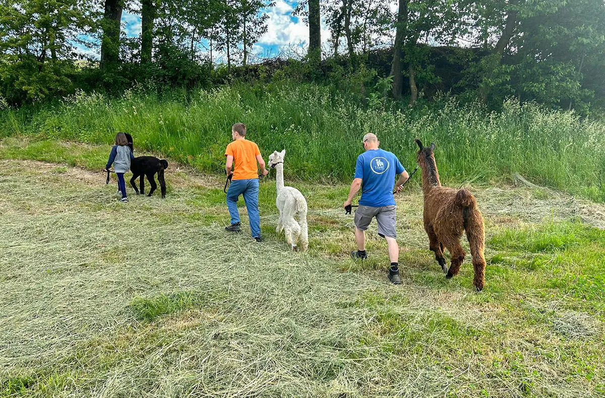 Alpaka Wanderung Ennigerloh mit Glühwein für 2 - 5