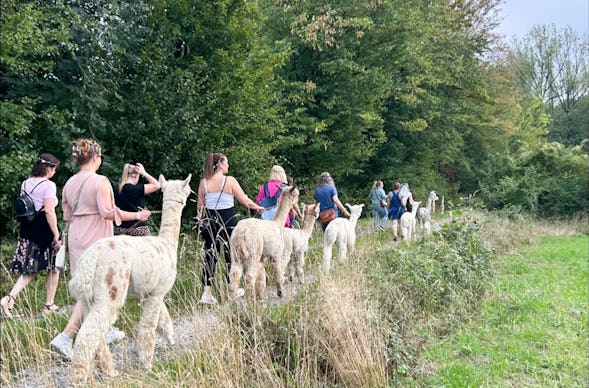 Single-Wanderung mit Alpakas