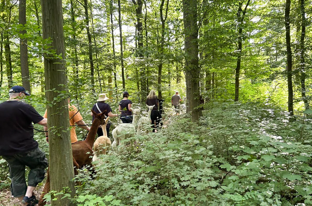 Single-Wanderung mit Alpakas - 5