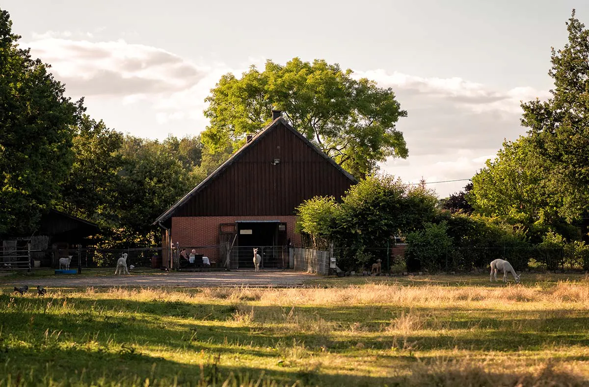 Alpaka Wanderung für 2 Münster - 5